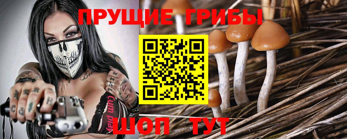 Псилоцибиновые грибы Psilocybe  Вход с VPN  Камень-на-Оби 