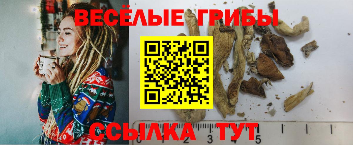Галлюциногенные грибы Psilocybine cubensis Камень-на-Оби